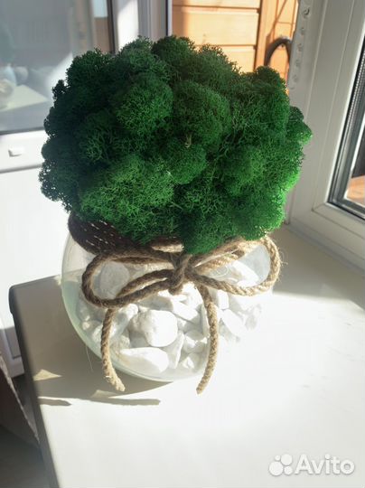 Кашпо со мхом