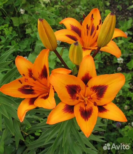 Лилейники, карлик лилейники, лилии