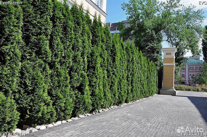 Туя брабант