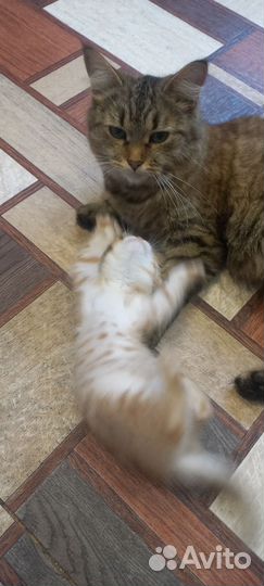 Отдам в добрые руки