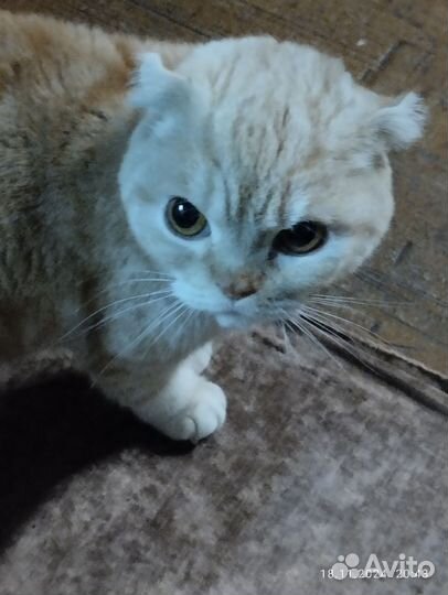 Продам британских котят