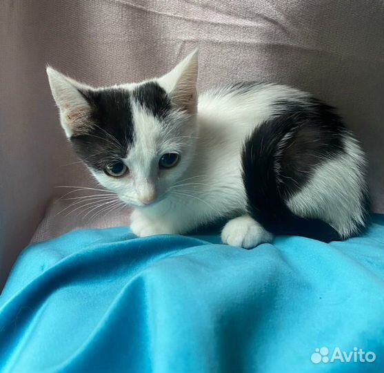 Котёнок девочка ищет дом