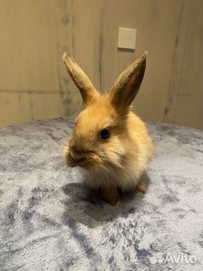 Прямоухий карликовый крольчонок