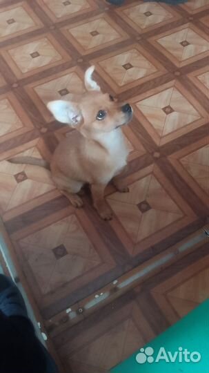 Девочка 3 месяца