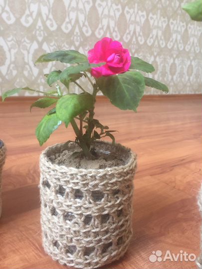 Комнатные цветы в горшочках