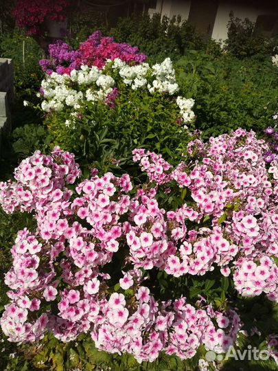 Флоксы многолетние