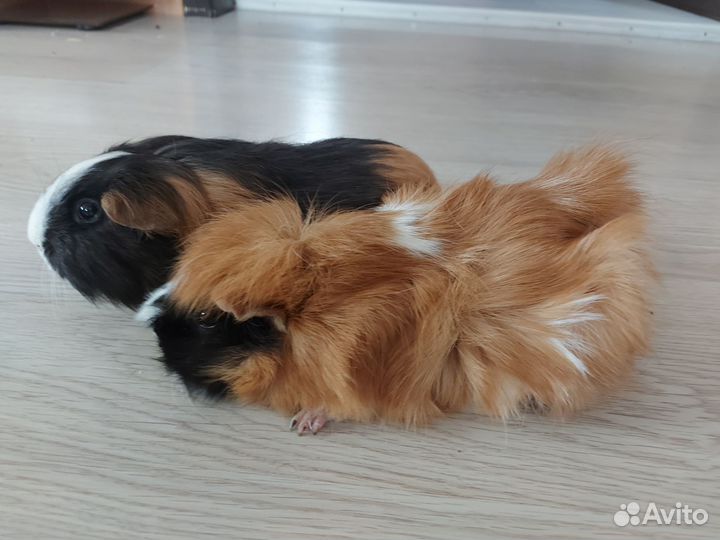 Морские свинки