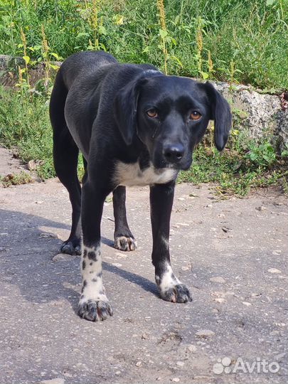 Собака в добрые руки