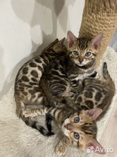 Бенгальская