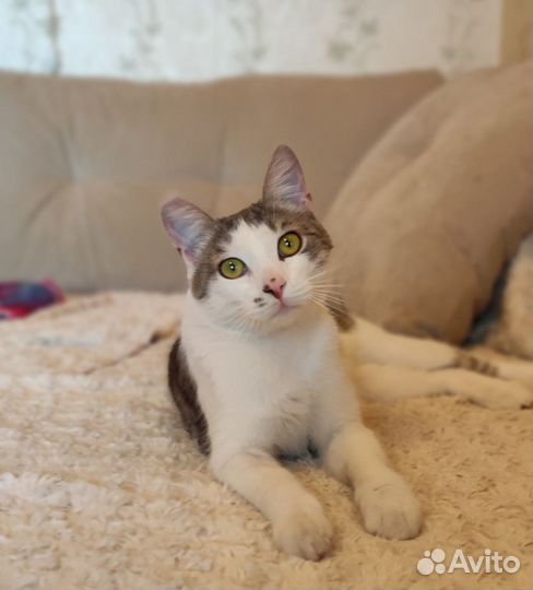 Котик бесплатно в добрые руки