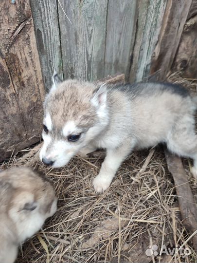 Щенки сибирской хаски