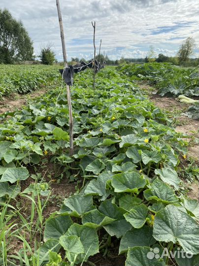 Огурцы грунтовые Горномарийские