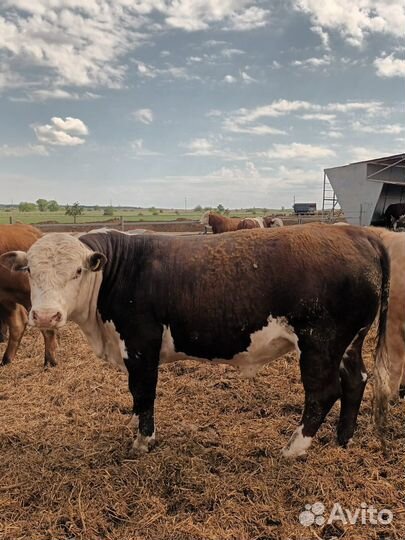 Бычки и быки