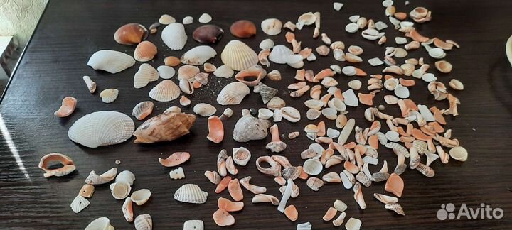Морские ракушки