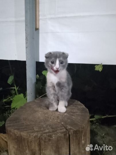 Вислоухая кошка