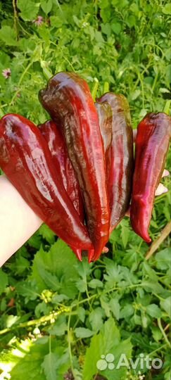 Семена сладкого перца коллекционные