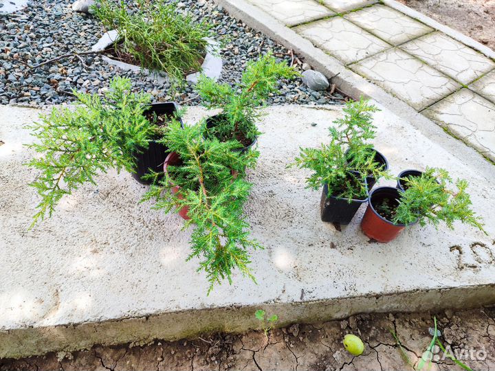 Можжевельник Голд стар