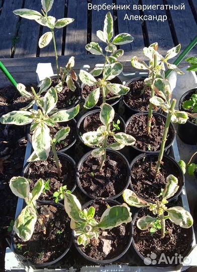 Вербейник Александр