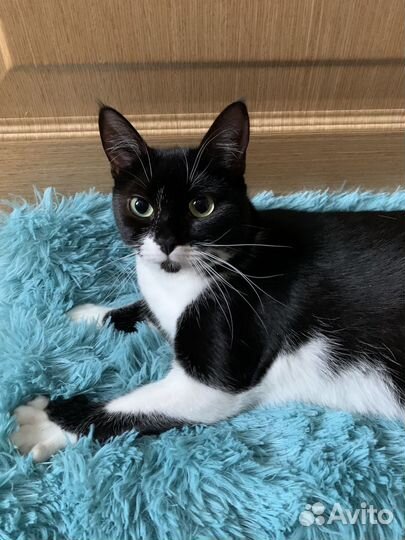 Кошка в дар