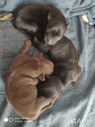 Той-терьер щенки