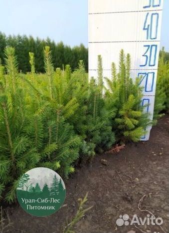 Сеянцы зкс Сосна Ель Лиственница окс Голуб Горн