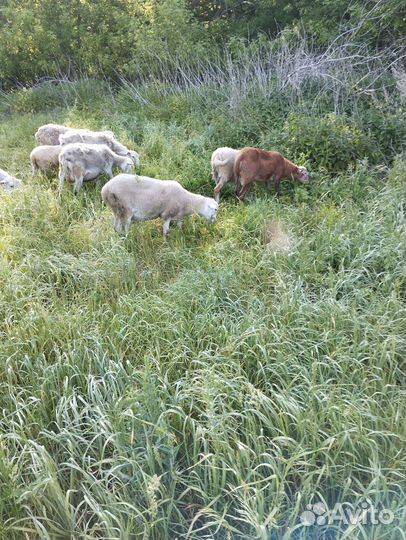 Катумские овцы