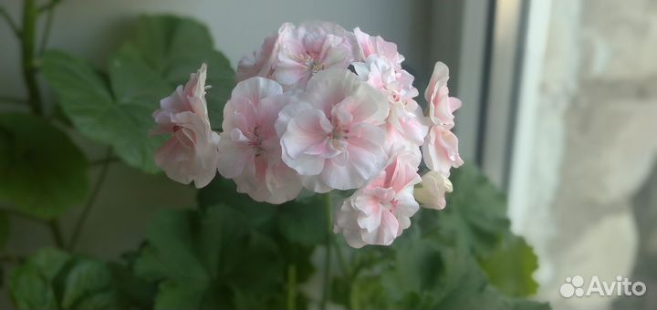 Пеларгония герань