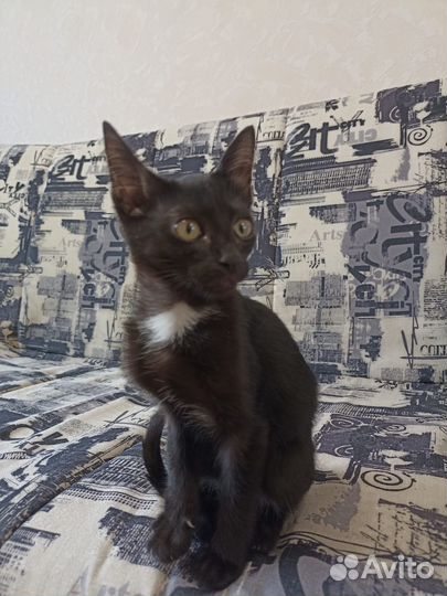 Отдам в дар котёнка