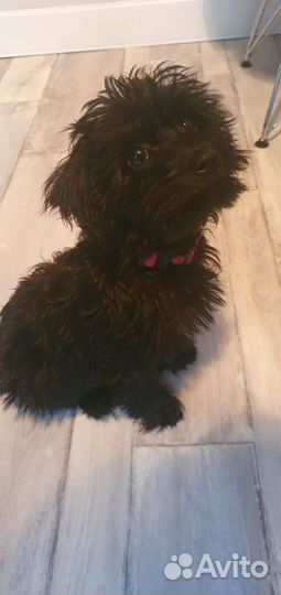 Щенок Йоркипу