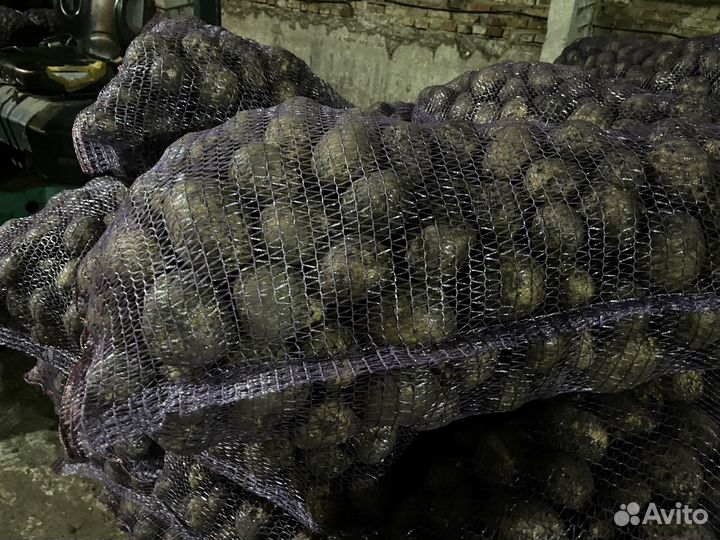 Картофель крупный