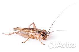 Кормовые насекомые (живые)