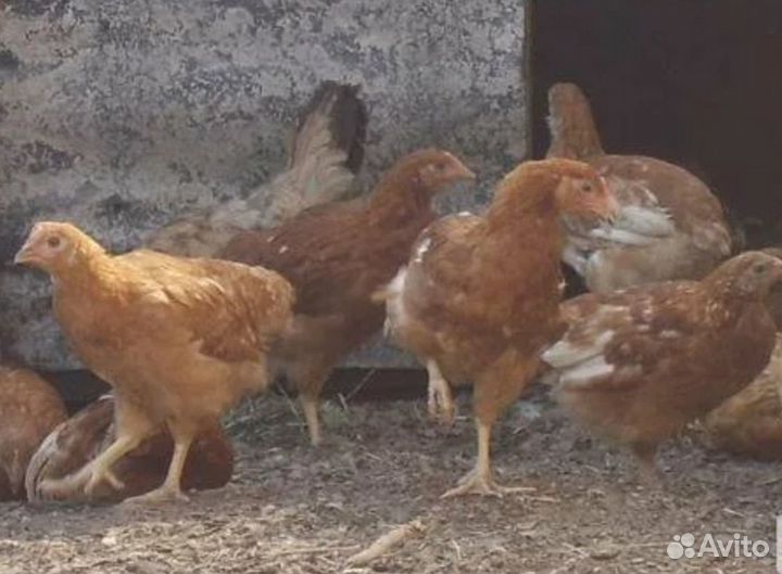 Продаю подрощенных цыплят породы Ломен браун