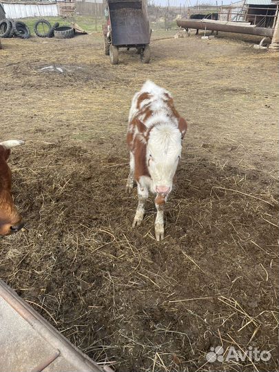 Продаются телята телки