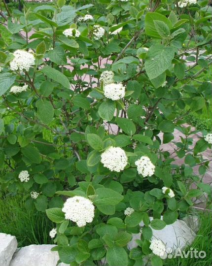 Калина гордовина