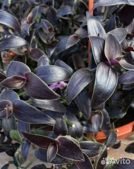 Gibasis Jose Puig-каллизия, вид традесканции