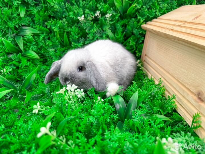 Мини карликовый кролик - размером с ладонь