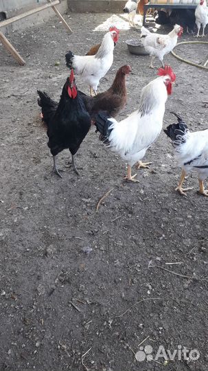 Петухи
