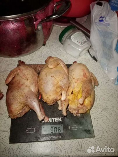 Мясо домашней птицы