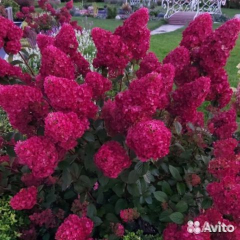 Гортензия Самарская Лидия
