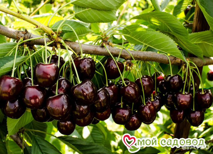 Продаю саженцы черешни