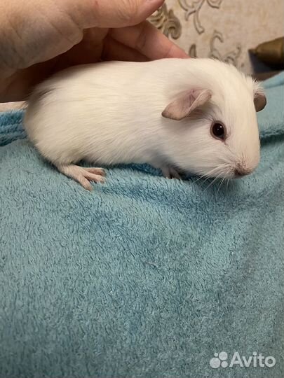 Породистые морские свинки тедди мальчик