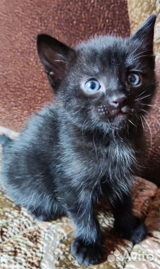 Милые котики в добрые ручки