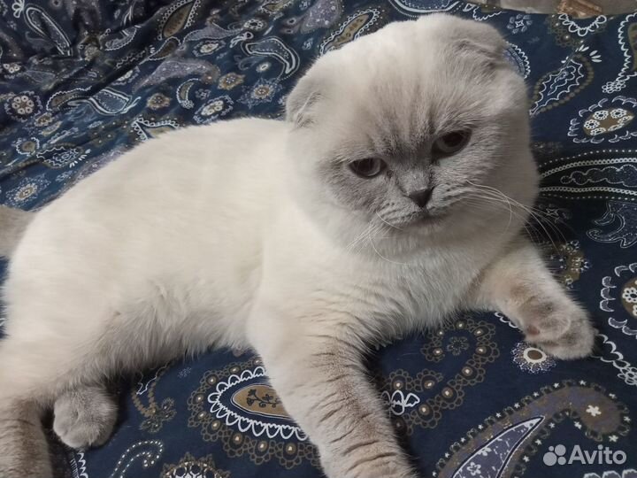 Шотландский вислоухий кот вязка