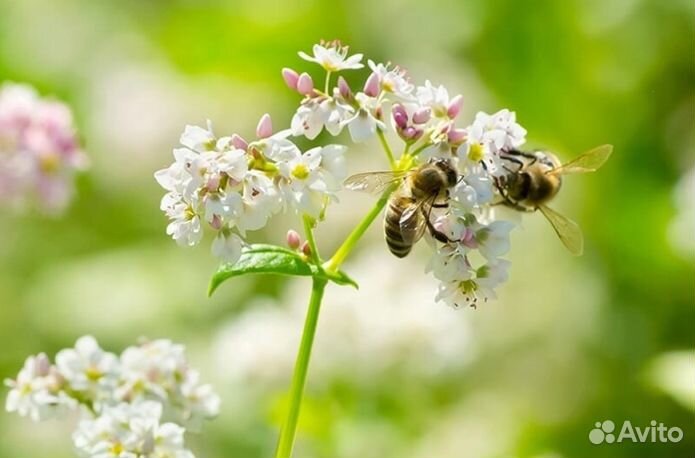 2023 года Мед Алтайский оптом