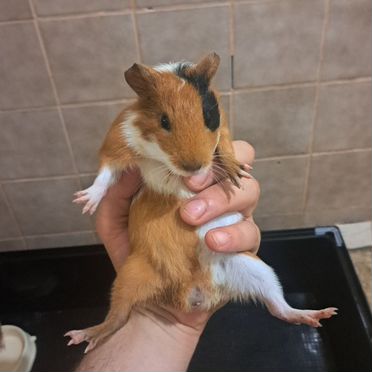 Морская свинка с клеткой