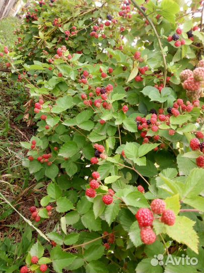 Саженцы крупноплодной ежевики