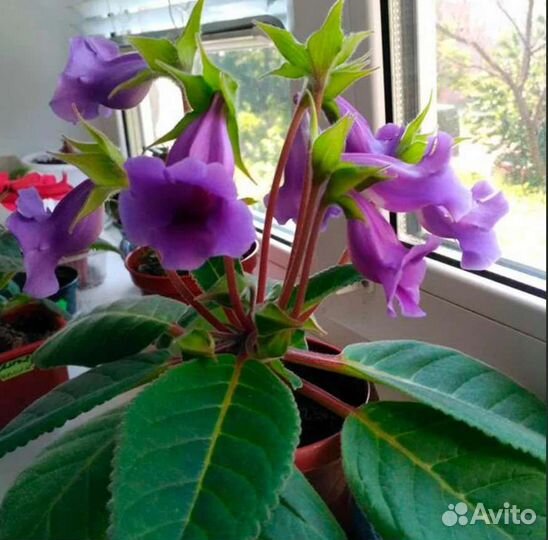 Тидея (глоксиния)