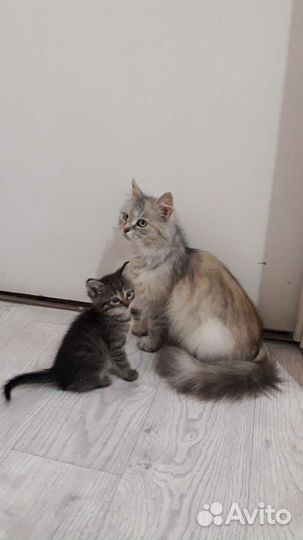 Котенок серенькая девочка