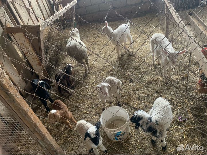 Овцы бараны