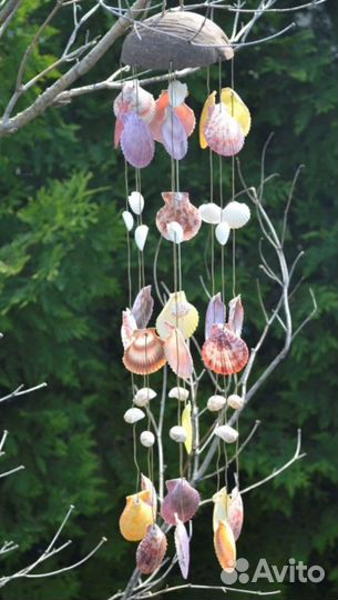 Раковины от гребешков